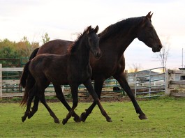 PRE Andalusian Colt for sale