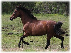 PRE Andalusian Mare foal colt filly horse for sale